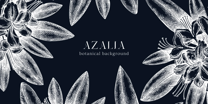 Floral background on chalkboard. Vector frame with hand drawn azalia sketches. Vintage design with rhododendron flowers and leaves. Evergreen plants botanical illustration for banner, postcards, web